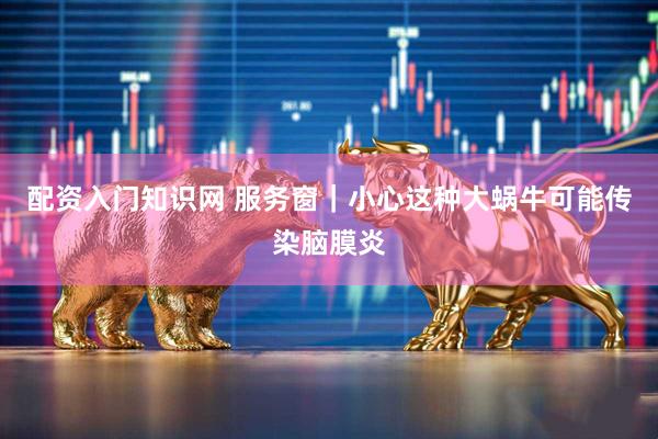配资入门知识网 服务窗|小心这种大蜗牛可能传染脑膜炎